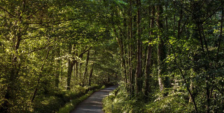 A back-road through woodland is lit by low, dappled sunlight from the left. The trees almost form a roof, giving the impression that the road leads through a green tunnel.